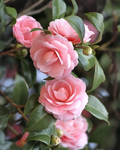 Gros plan sur un groupe de fleurs et boutons de camélia rose sur leur arbuste.