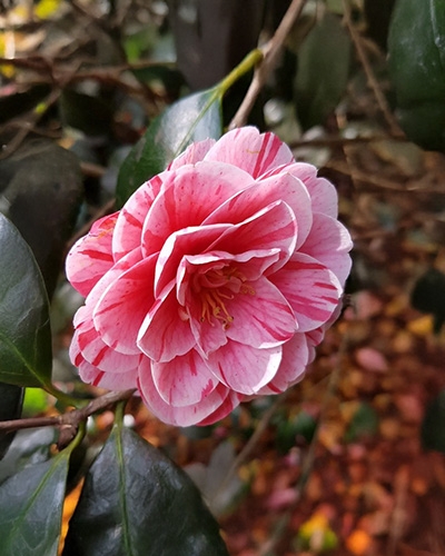 Fleur de camélia panachée rose et rouge en gros plan, entourée de feuilles vert foncé.