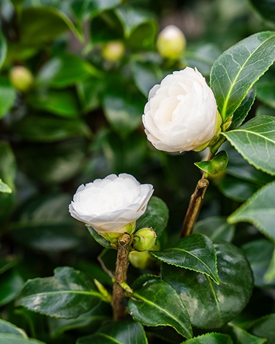 Gros plan sur deux fleurs de camélia blanches et des boutons sur un arbuste à feuillage vert foncé.