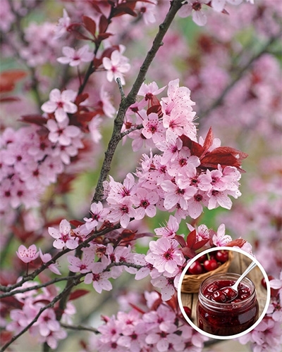 Branches de cerisier en fleurs roses avec un encart montrant un pot de confiture de cerises