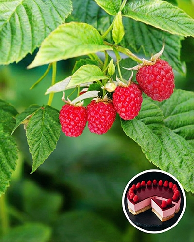 Framboises mûres sur leur branche, avec en médaillon un gâteau à la framboise.