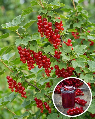 Grappes de groseilles rouges mûres sur leur arbuste, avec un pot de confiture en médaillon.