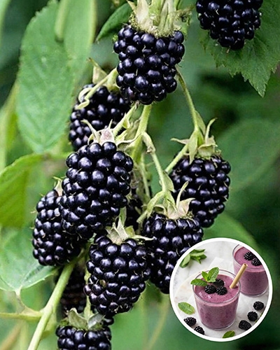 Grappes de mûres noires mûres sur leur branche, avec aperçu de smoothie aux mûres