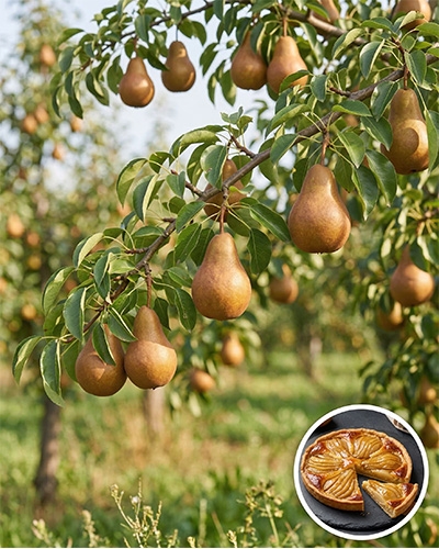 Poiriers chargés de fruits mûrs dans un verger, avec en médaillon une tarte aux poires
