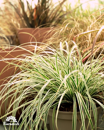 Un Carex panaché, vert et blanc, formant une touffe arquée et gracieuse.