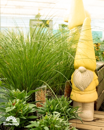 Une graminée verte érigée dans un pot, avec un nain de jardin jaune et des plantes basses devant.