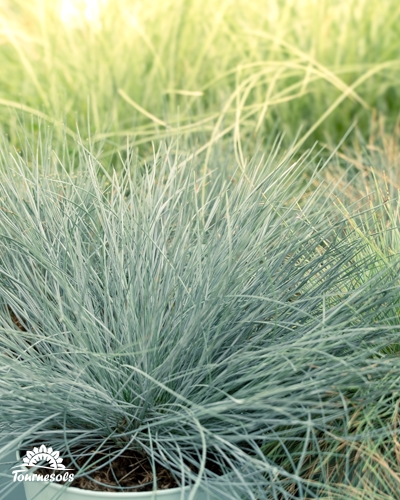 Une graminée bleu-gris formant un coussin dense et hérissé dans un pot.