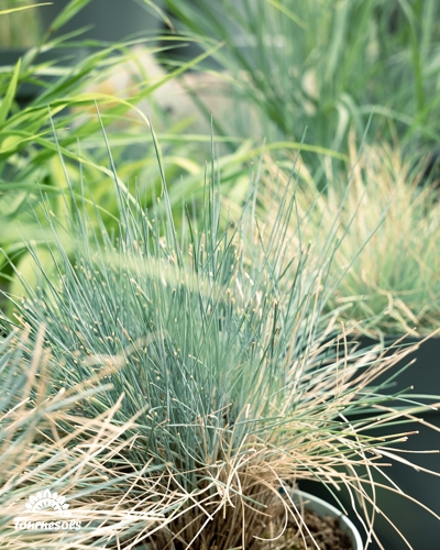 Une graminée bleu-gris en pot, avec des brins secs à la base, à côté d'autres plantes.