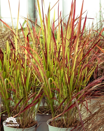 Une graminée aux feuilles dressées, bicolores : vert clair et rouge vif.