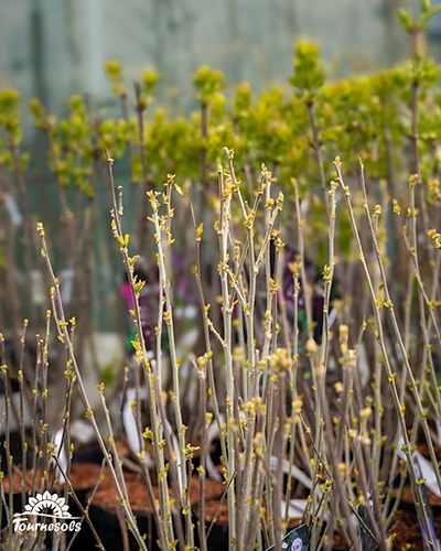 Hibiscus : en cette saison de printemps nos hibiscus sont en bourgeon dans nos jardineries Tournesols