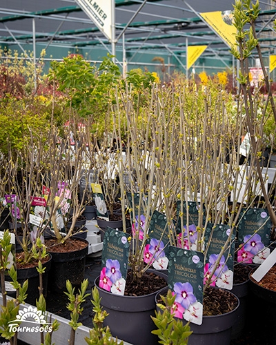 Hibiscus : un large choix de variétés vous attendent dans votre jardinerie Tournesols la plus proche