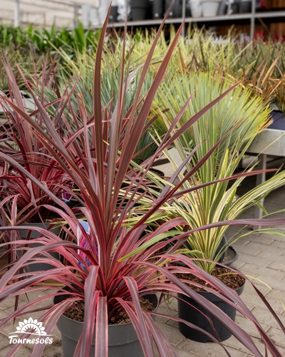 Une plante Cordyline australis 'Red Star' au feuillage rouge-pourpre en pot dans une pépinière.