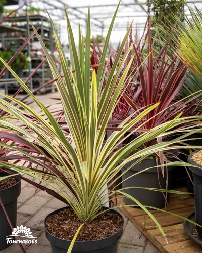 Cordyline en pot, aux feuilles rubanées panachées de jaune et de vert, dans une serre.