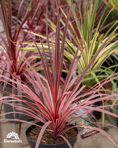 Plante Cordyline 'Charlie Boy' aux longues feuilles étroites rouges et roses dans un pot.