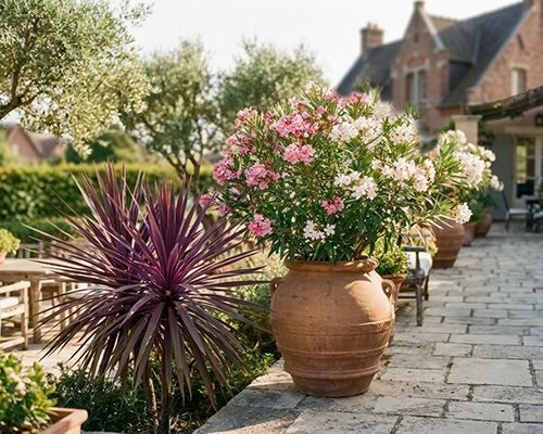 Laurier-rose à fleurs roses et blanches et cordyline pourpre dans de grands pots en terre cuite sur une terrasse ensoleillée.