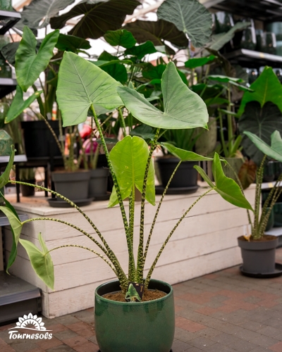 Alocasia zebrina avec ses tiges zébrées distinctives et ses grandes feuilles vertes, dans un pot en céramique vert.