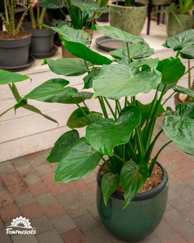 Alocasia cucullata, grande plante aux feuilles vertes en cœur dans un pot émaillé vert, posée sur des pavés.