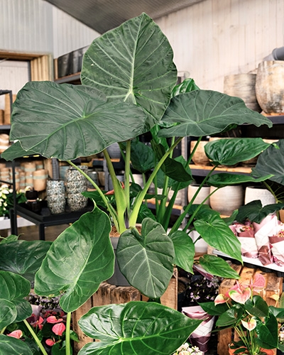 Grande plante Alocasia aux larges feuilles vert foncé veinées dans un pot, située dans une pépinière.