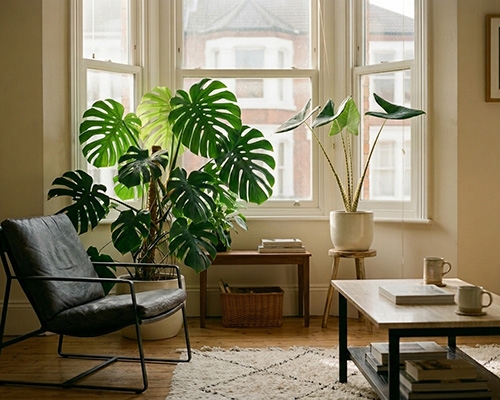 Monstera et Alocasia dans un salon lumineux avec une baie vitrée.