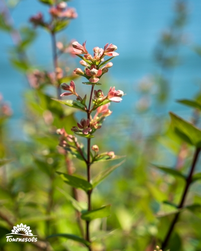 Gros plan sur une tige d'Abélia avec ses petites fleurs roses et son feuillage vert contre un ciel bleu.