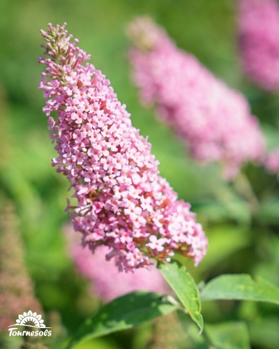 Gros plan sur une grappe conique de fleurs roses d'un Buddleia ou Arbre aux papillons, sur un fond flou de verdure.