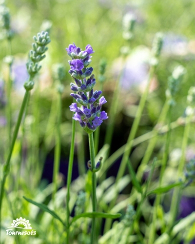 Gros plan sur un épi floral de lavande violette dressé sur une tige verte, avec un fond végétal flou.