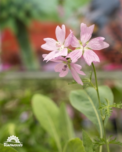 Gros plan de fleurs roses de Mauve musquée (Malva moschata) et son feuillage découpé.