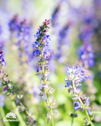 Gros plan sur des épis de fleurs de sauge bleu-violet dans un jardin ensoleillé.