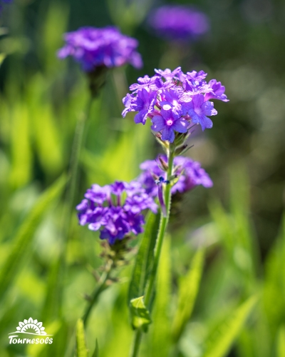 Gros plan sur des fleurs de verveine violettes en grappes dans un jardin verdoyant.