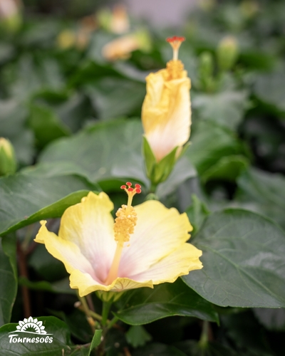 Gros plan sur une fleur d'hibiscus jaune épanouie et un bouton floral, pistil rouge et jaune, dans un feuillage vert.