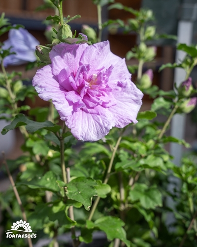 Gros plan d'une fleur d'hibiscus mauve à pétales doubles, entourée de feuilles vertes et de boutons floraux.