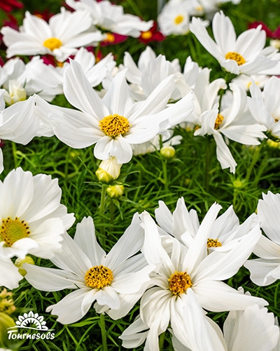 Gros plan sur des Cosmos blanches dans les jardineries Tournesols