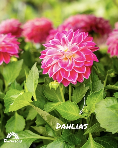 Gros plan sur des fleurs de dahlia roses et leurs feuilles vertes.