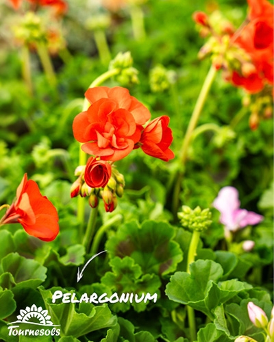 Gros plan sur des fleurs de Pélargonium orange avec le nom PELARGONIUM indiqué.
