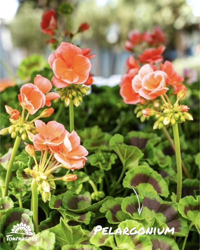 Gros plan sur un Pelargonium aux fleurs orange saumoné et feuilles vertes zonées.