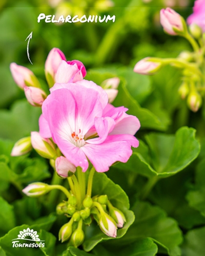 Pélargonium à fleurs roses et boutons floraux parmi des feuilles vertes.
