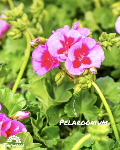 Gros plan sur un Pélargonium rose à cœur foncé, avec boutons et feuilles vertes.