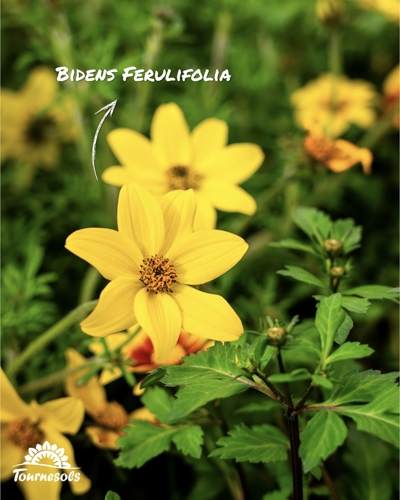 Bidens ferulifolia, fleurs jaunes étoilées avec un centre foncé.