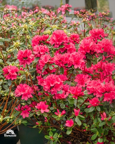 Azalées du Japon, au rouge éclantant