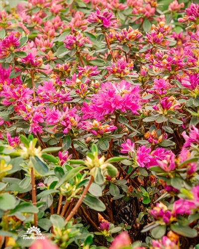Azalées de très belle couleur rose profond