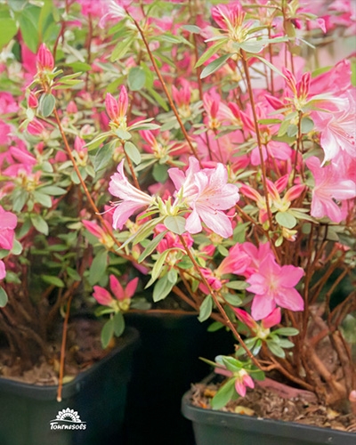 Azalées du Japon, rose tendre, tout juste en fleur