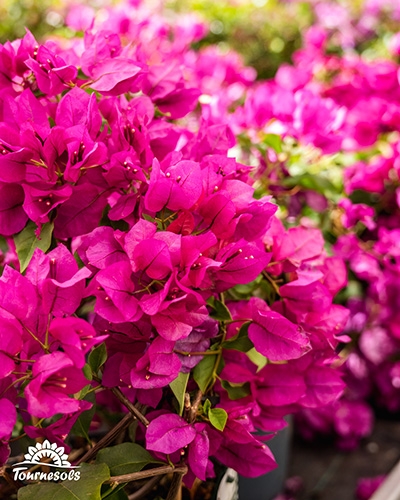 Plan rapproché d'un bougainvillier en pot aux bractées rose vif.