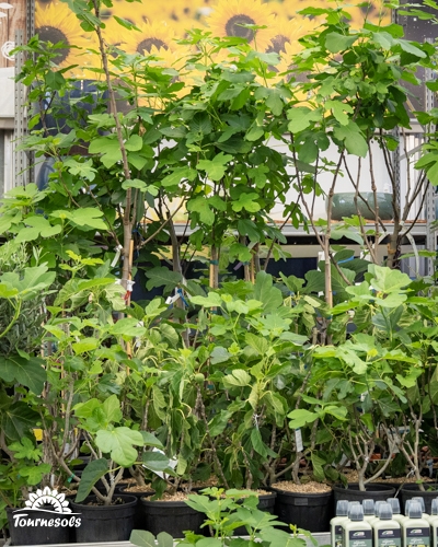 Jeunes figuiers (Ficus carica) en pots dans une jardinerie, avec un arrière-plan de tournesols.