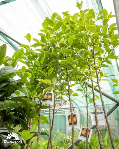 Jeunes plants de plaqueminiers (arbres à kakis) dans une pépinière sous serre.