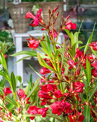 Gros plan d'un laurier-rose en fleurs rouges avec ses feuilles vertes.