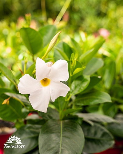 Fleur de Mandevilla 'Sundaville' blanche avec un cœur jaune et des feuilles vertes.
