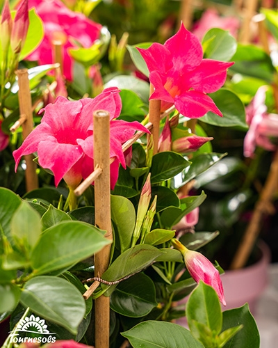 Fleurs roses Sundaville en pot avec des feuilles vertes brillantes et des tuteurs en bambou.