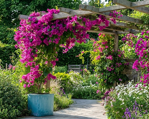 Bougainvillier rose grimpant sur une pergola en bois, planté dans un grand pot bleu carré sur un chemin de jardin.